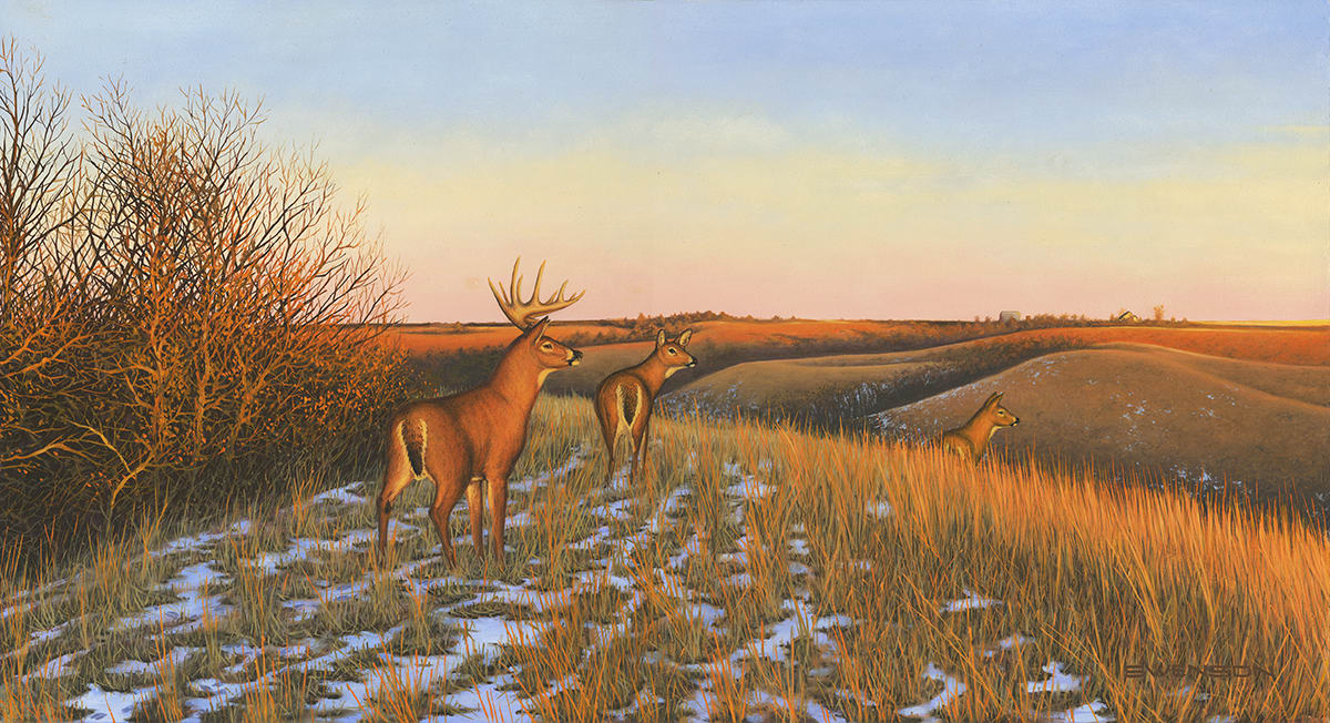 Prairie Whitetails, Image 1.