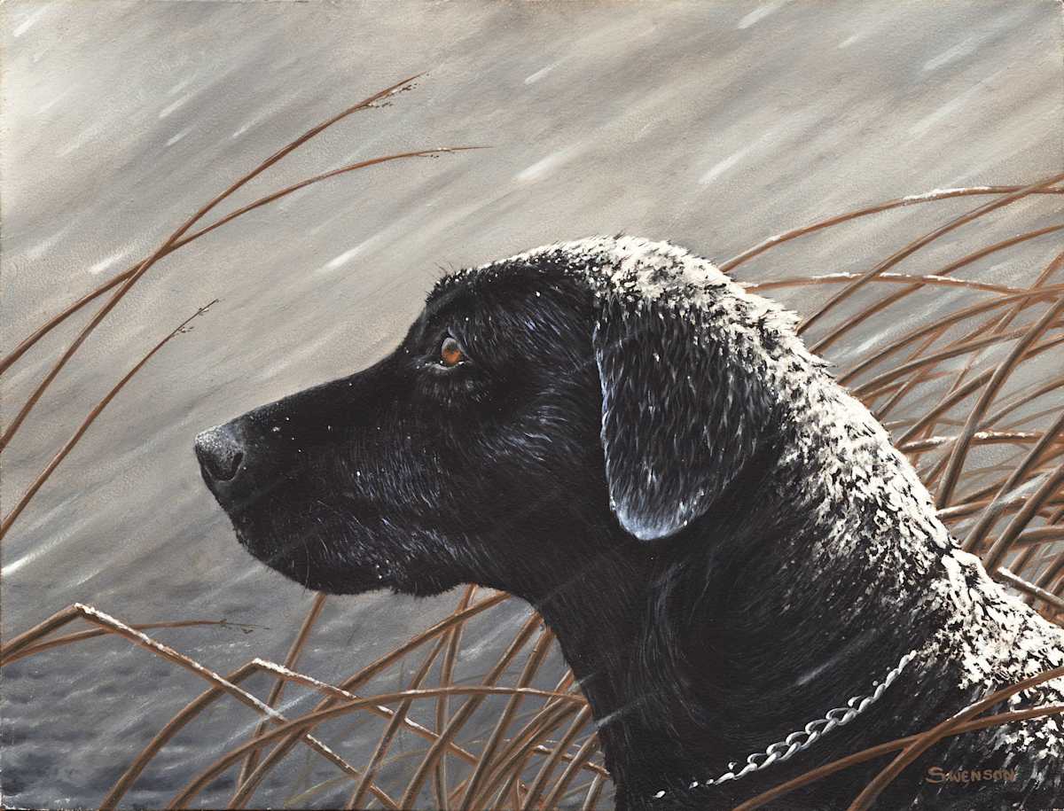 Bluebill Watch | Lab in Snow by Mark H Swenson, Image 3.