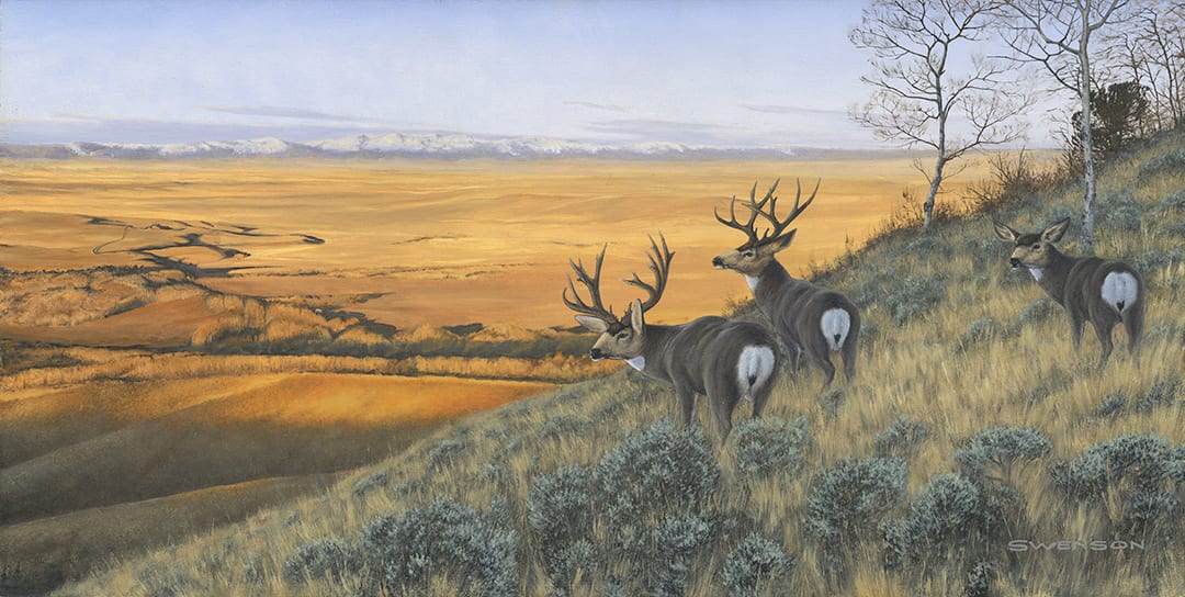 North Park Mullies, Image 4.