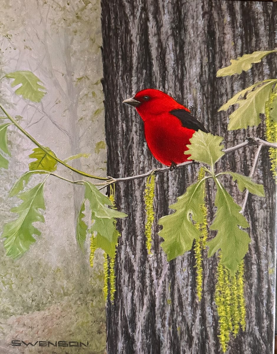 Spring Oak | Scarlet Tanager by Mark H Swenson 