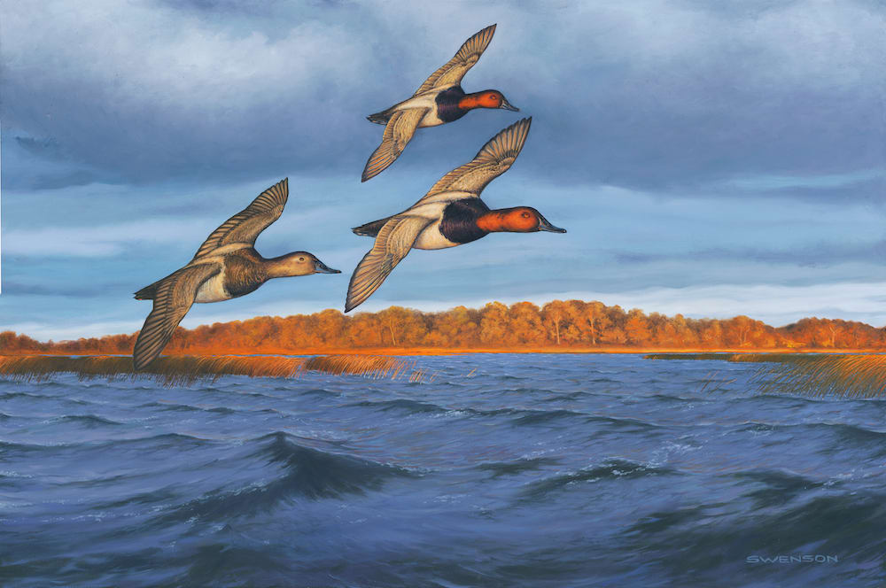 Last Swing - Big Divers | Canvasbacks by Mark H Swenson, Image 2.