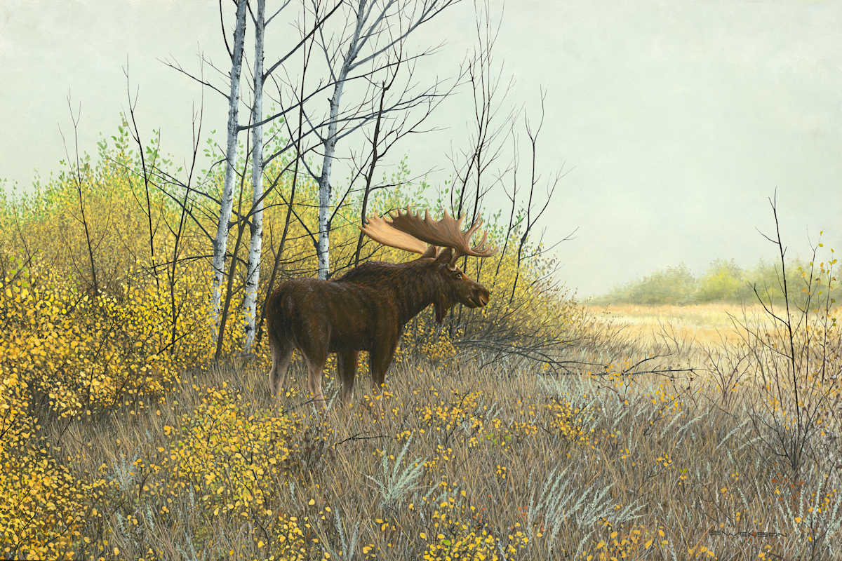 Prairie Monarch | Moose by Mark H Swenson, Image 2.