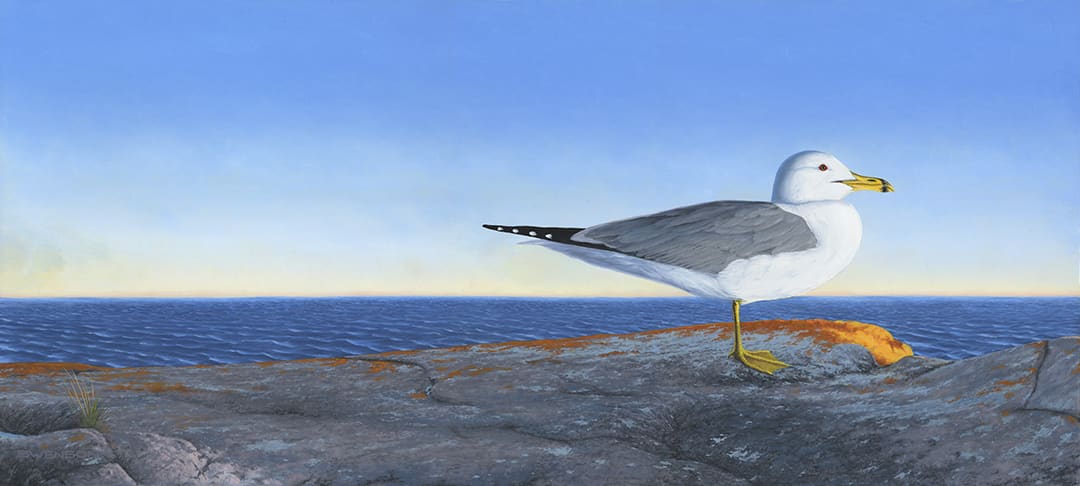 Superior Gull 