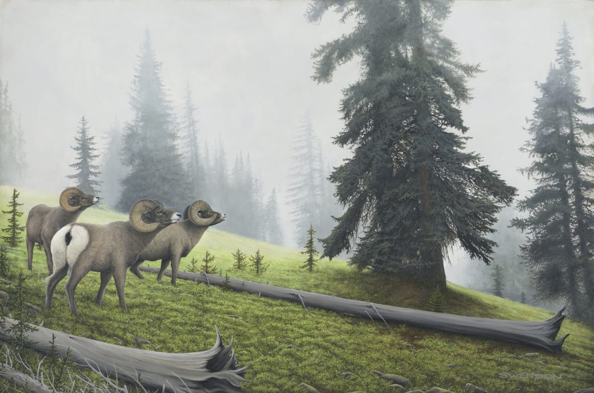 Timberline Rams 