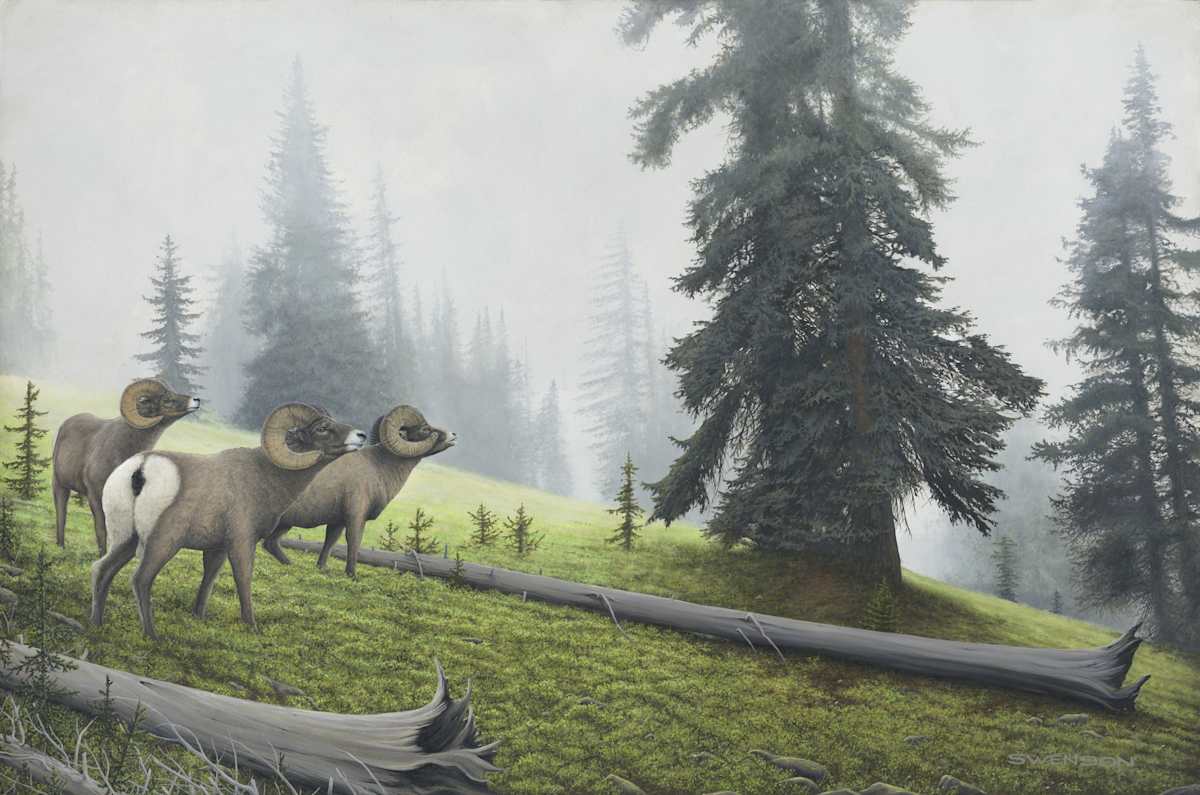 Timberline Rams, Image 3.