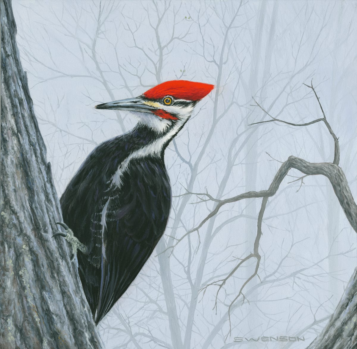 Pileated Woodpecker by Mark H Swenson 