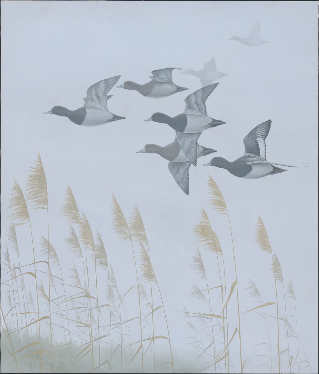 Silent Passage | Bluebills by Mark H Swenson, Image 1.