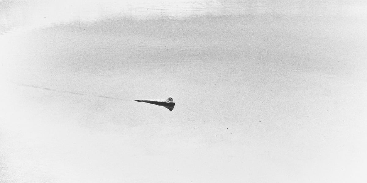 Path Silver Gelatin  Image: Path