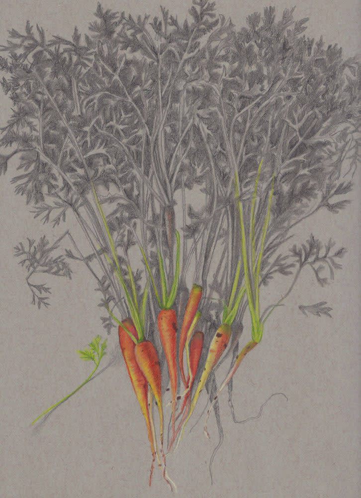 Baby Carrots by Joan Chamberlain 