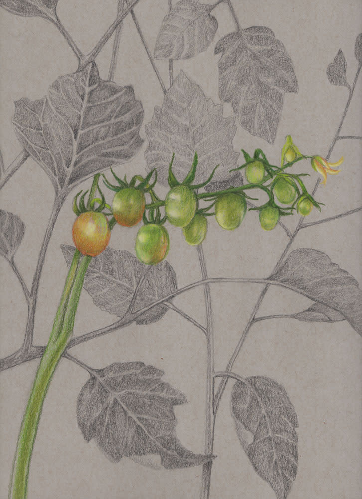 Grape Tomatoes by Joan Chamberlain 