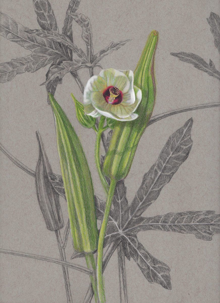 Okra Blossom by Joan Chamberlain 