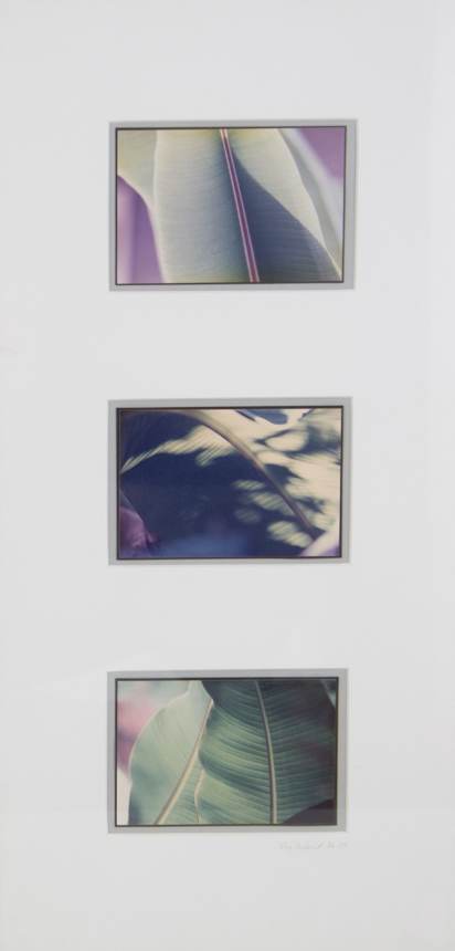 Banana Leaves by Kay Harris DuVernet 