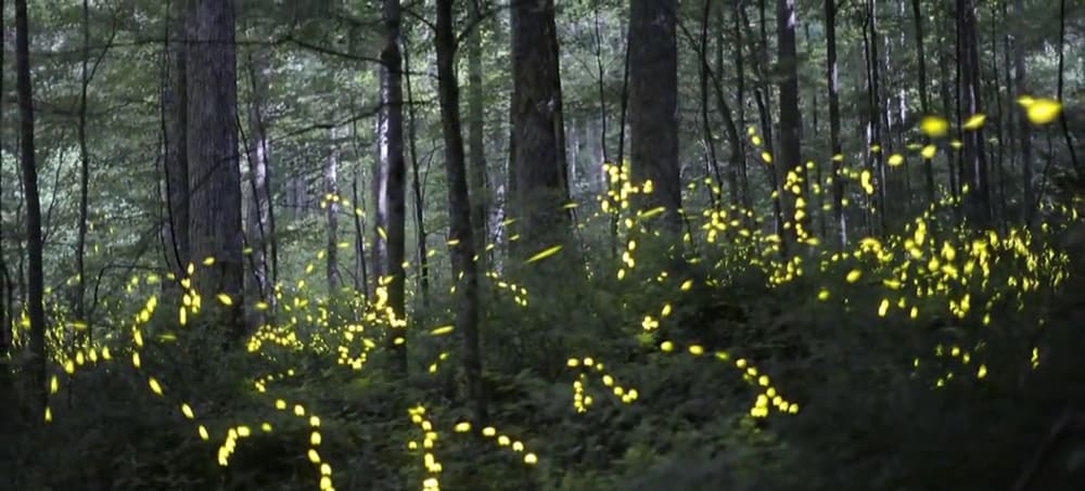 Fireflies in Disguise by Luba Zygarewicz 