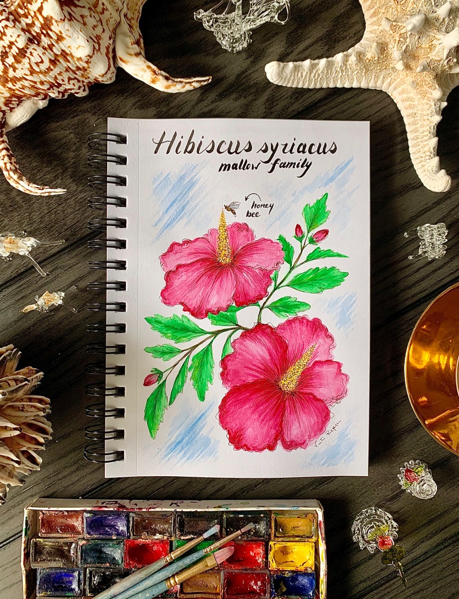 Botanical Illustration  Image: hibiscus