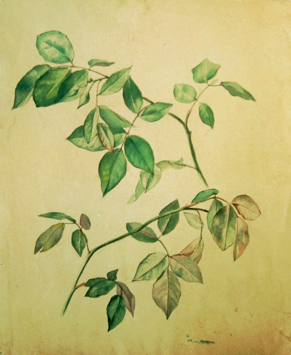 Sense títol by Josep Mirabent i Gatell, Image 17.