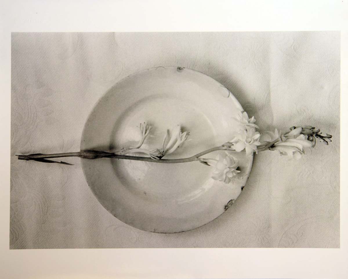 Nardo by Pilar Pequeño, Image 1.