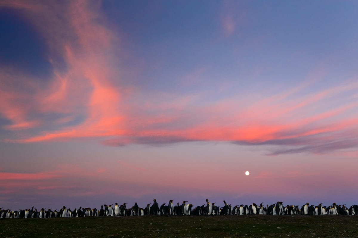 Colònia de pingüins by Oriol Alamany 