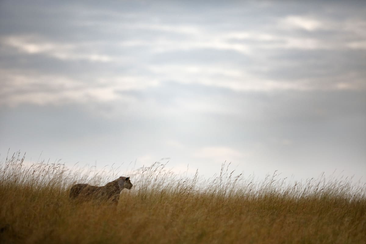 La lleona by Oriol Alamany 