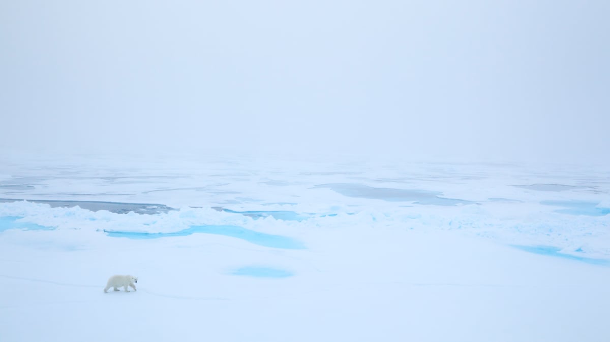 L'ós polar by Oriol Alamany 