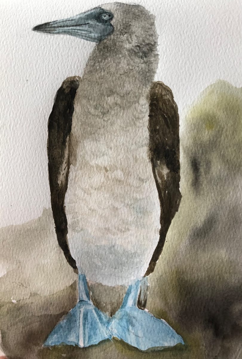 Blue Footed Booby - Galapagos Islands by Katy Heyning 