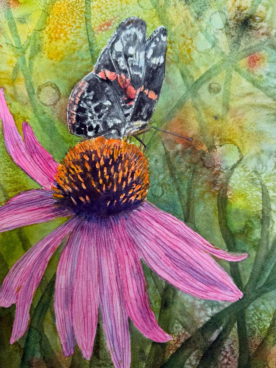 Coneflower and Butterfly by Katy Heyning 