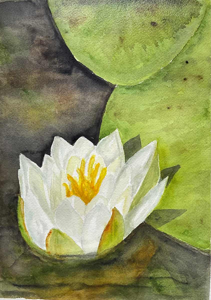 Water Lily Study 3 by Katy Heyning, Image 1.