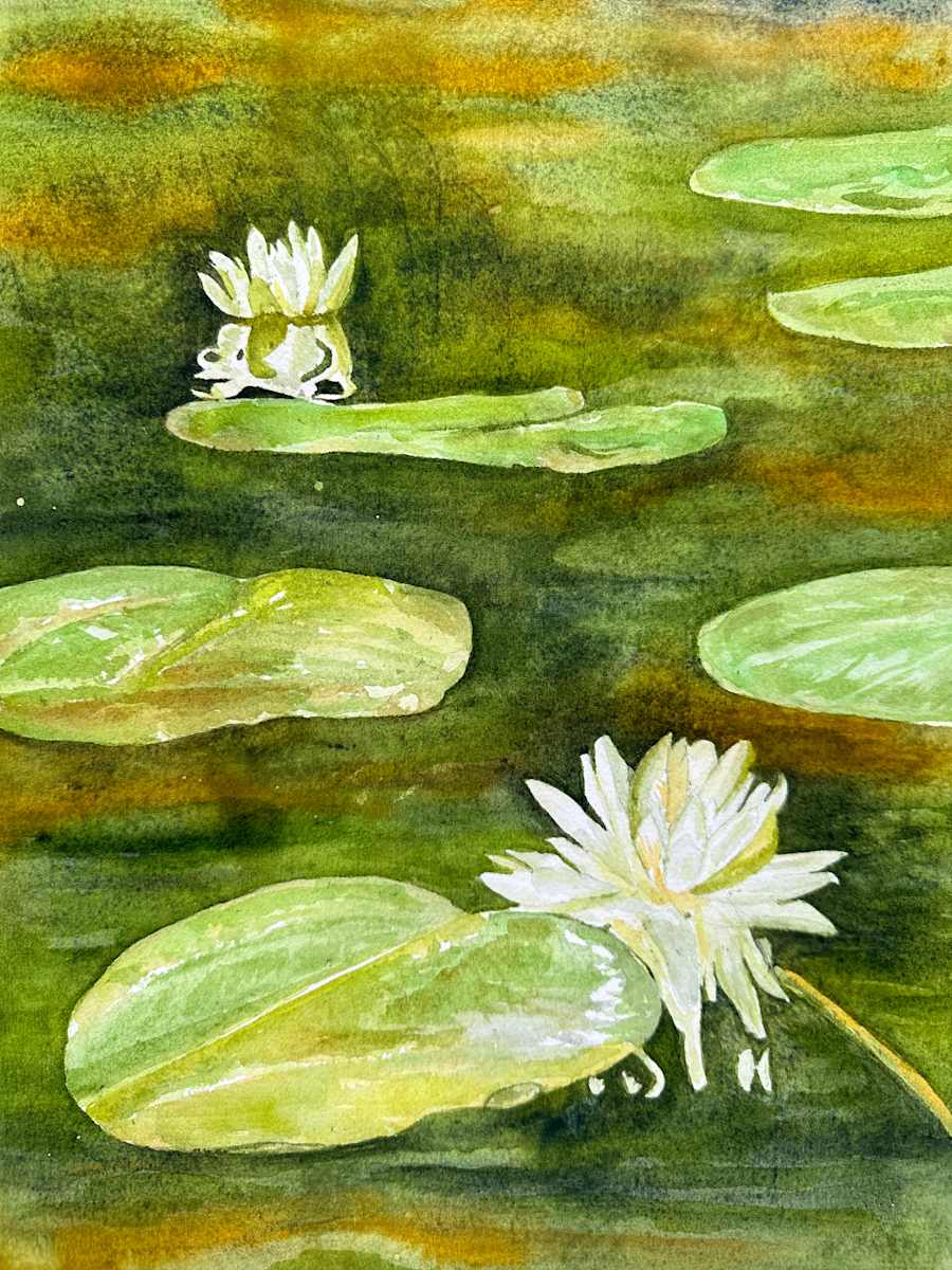 Water Lily Study by Katy Heyning, Image 9.