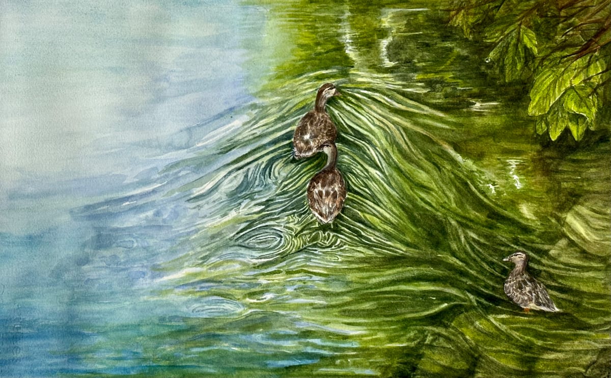 Ducks on the Yahara River by Katy Heyning 