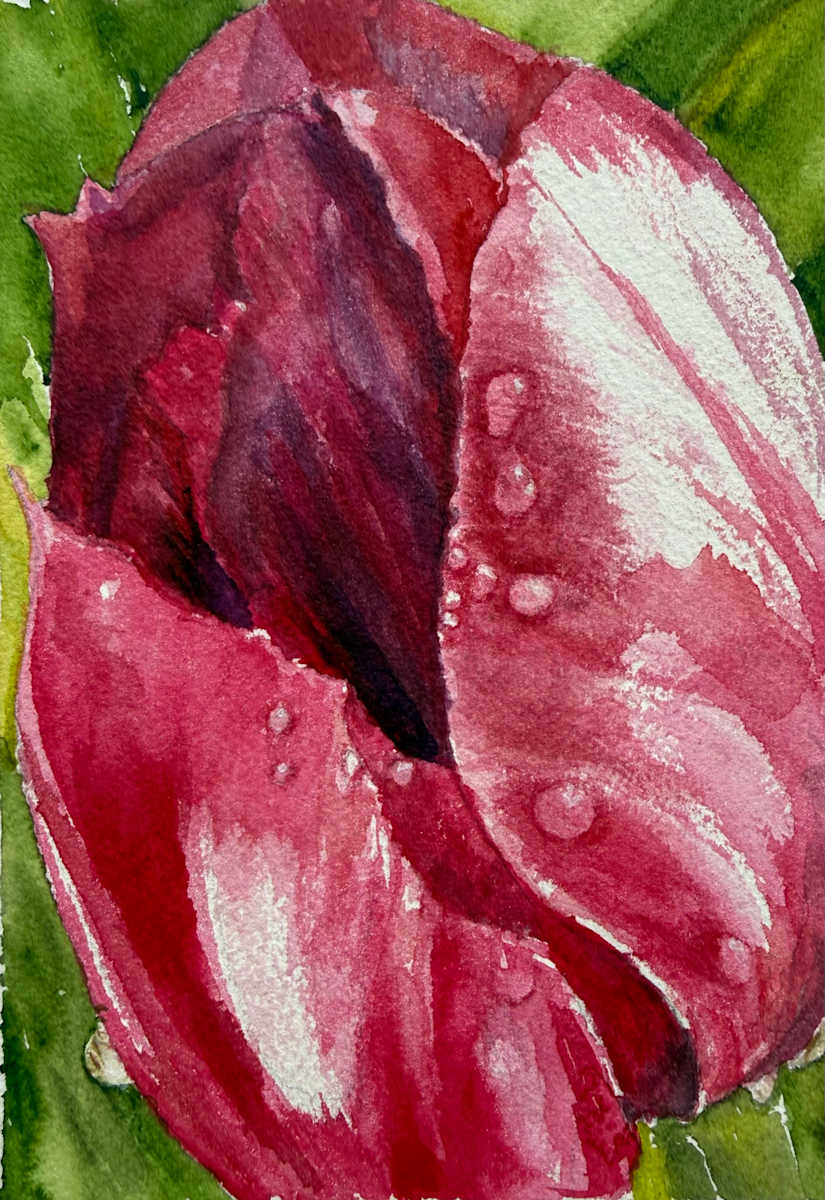 Tulip Dew by Katy Heyning Watercolor and Fine Art, Image 1.