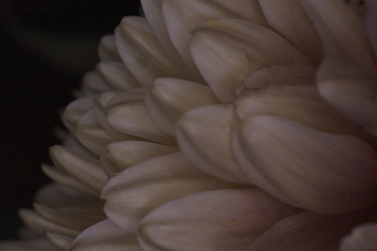 Flower Detail by Amy Helmick 