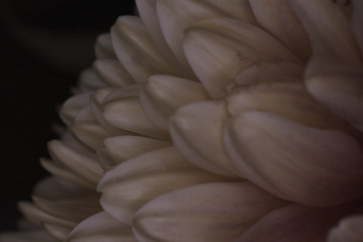 Flower Detail by Amy Helmick, Image 1.