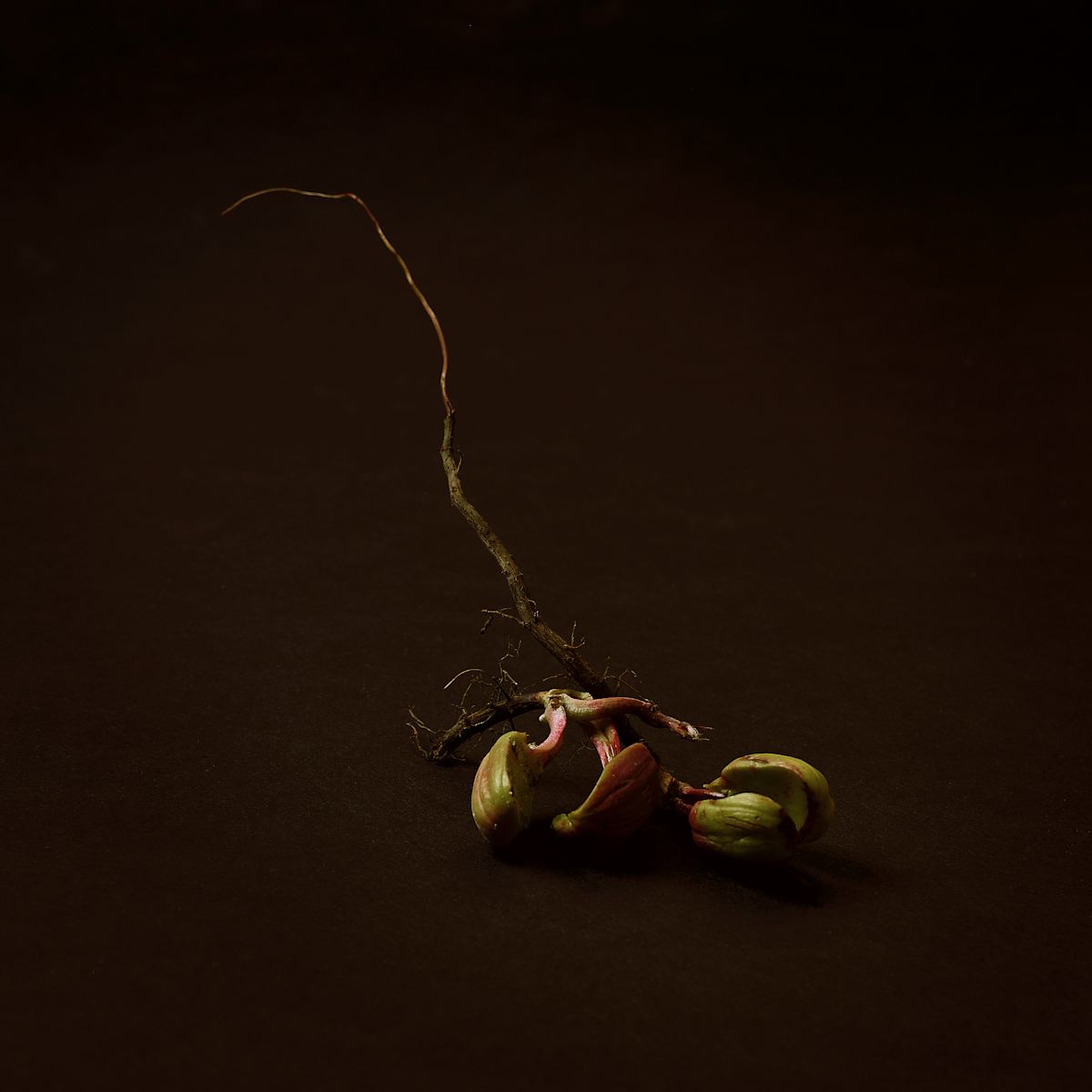 Growth, Interrupted by Amy Helmick 