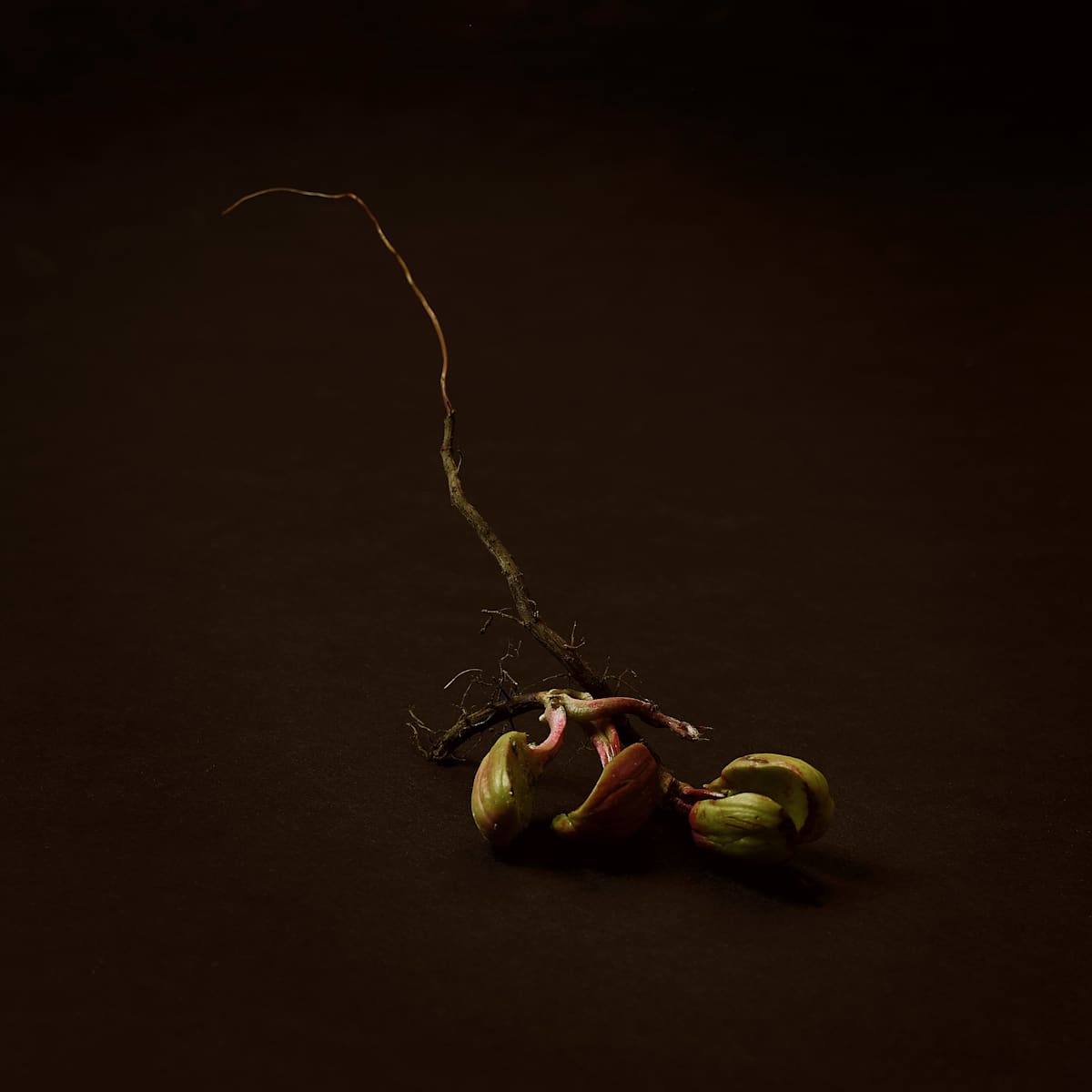 Growth, Interrupted by Amy Helmick, Image 3.