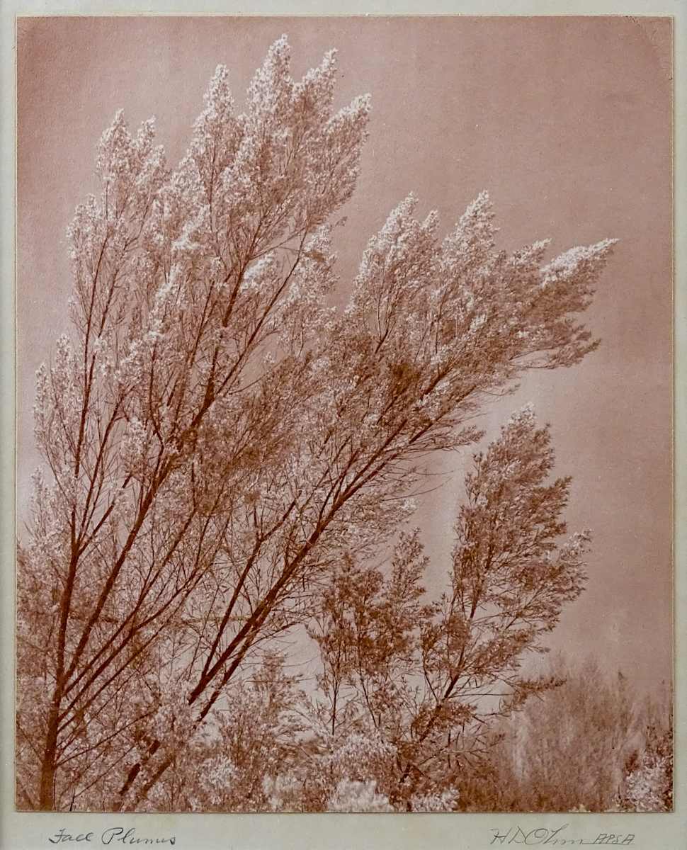 Fall Plumes by Herbert Dewey Ohm, Image 2.