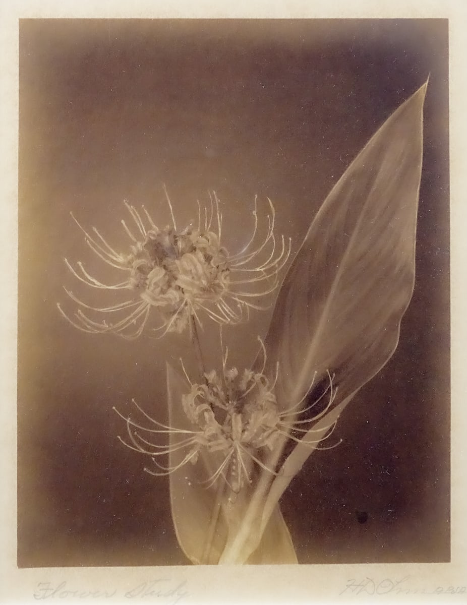 Flower Study by Herbert Dewey Ohm 