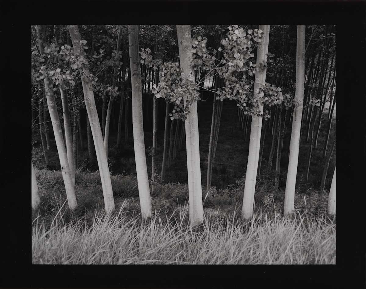 Poplars Near Tarazona, Spain by Philipp Scholz Rittermann, Image 2.