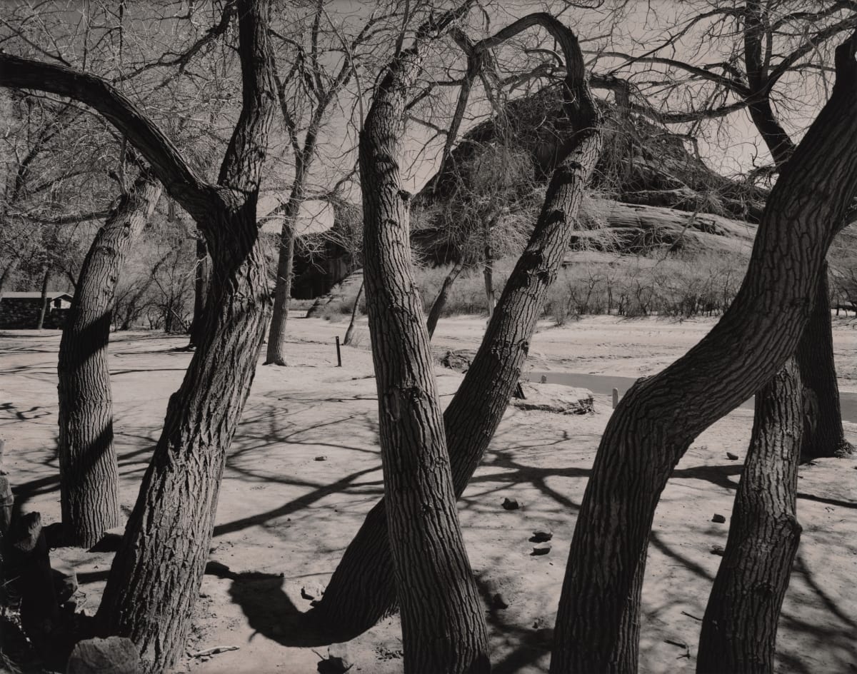 Dancing Trees, Canyon de Chelly, Navajo Nation, Arizona, USA by Philipp Scholz Rittermann 