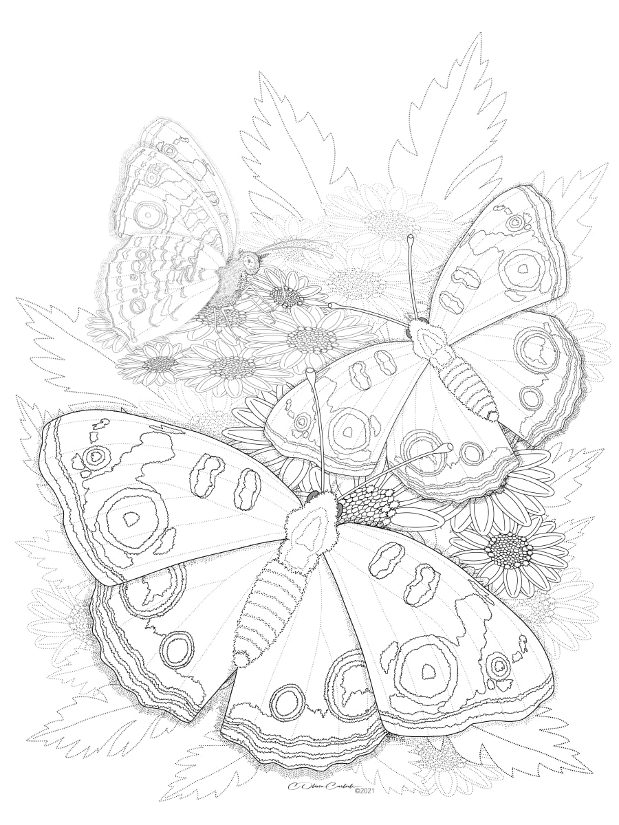 Common Buckeye, Junonia coenia Nectaring Chrysanthemum indicum by C Olivia Carlisle  Image: This black on white line drawing was created for the Backyard Pollinators Activity Book as a coloring page to show the relationship of a backyard pollinator to a food source plant. 