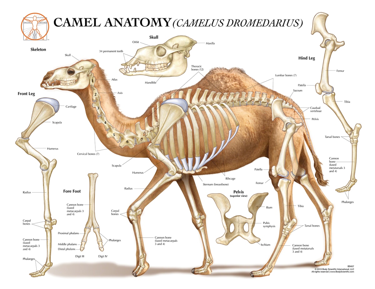 Camel Anatomy (Camelus Dromedarius) from the collection of Guild of ...