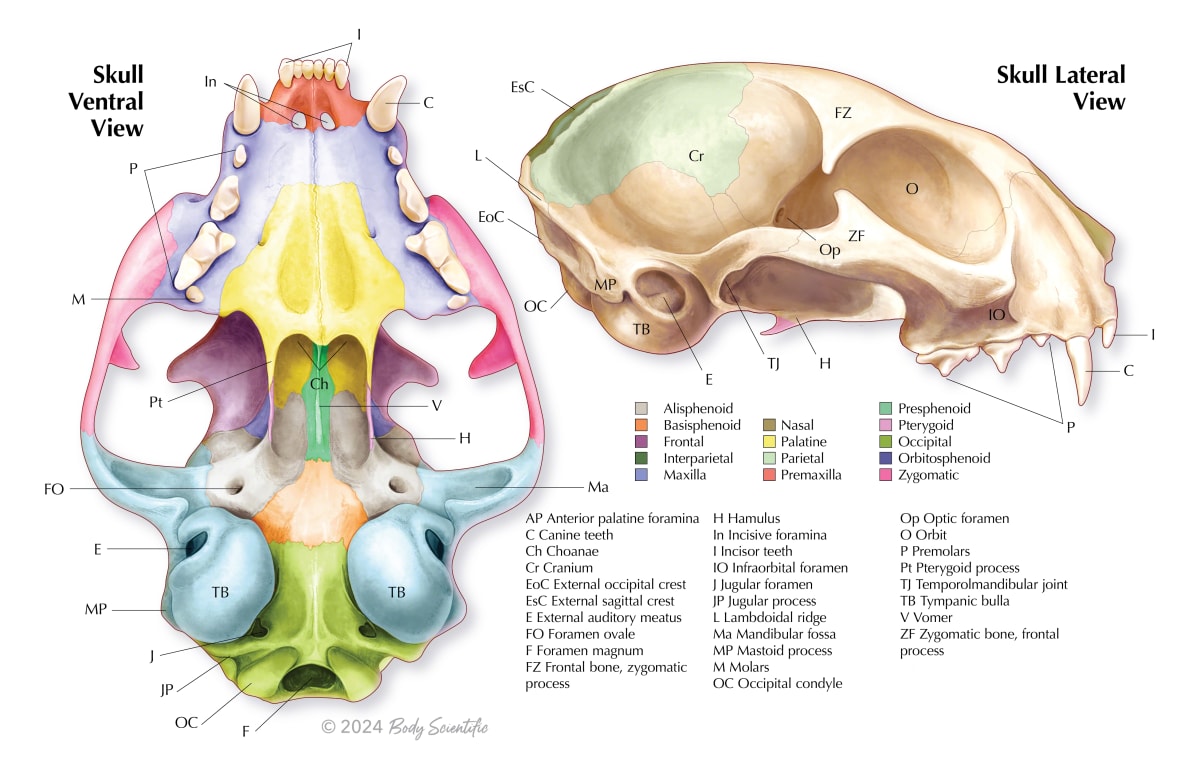 Feline Skull by Carolina Hrejsa 