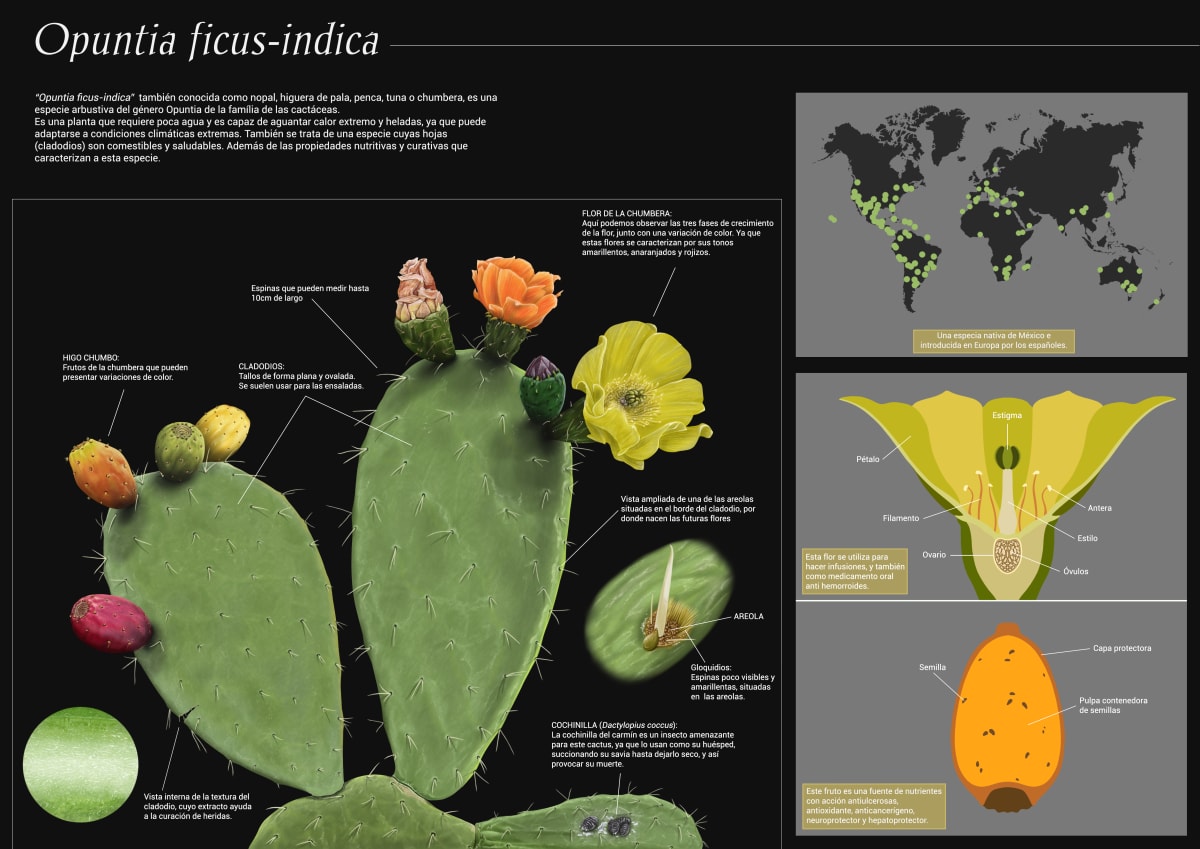 Opuntia ficus indica by David Ranchal 