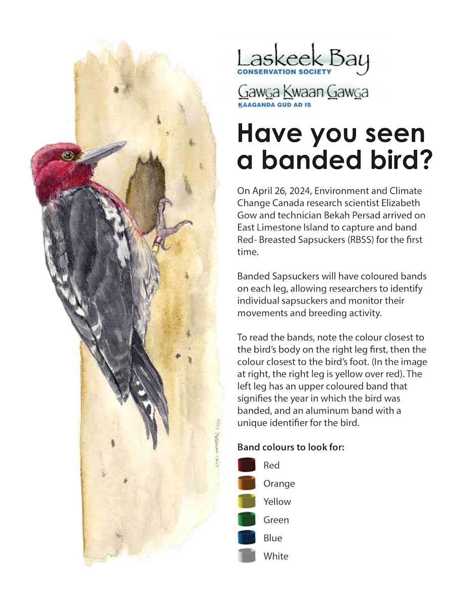 Have you seen a banded bird? (Red Breasted Sap Sucker, Haida Gwaii) by Lori Waters 