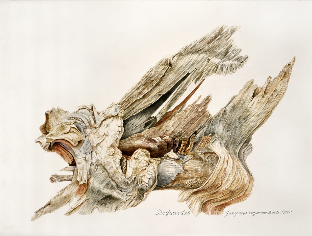 Driftwood by Dick Rauh, Richard Rauh  Image: Illustration for display