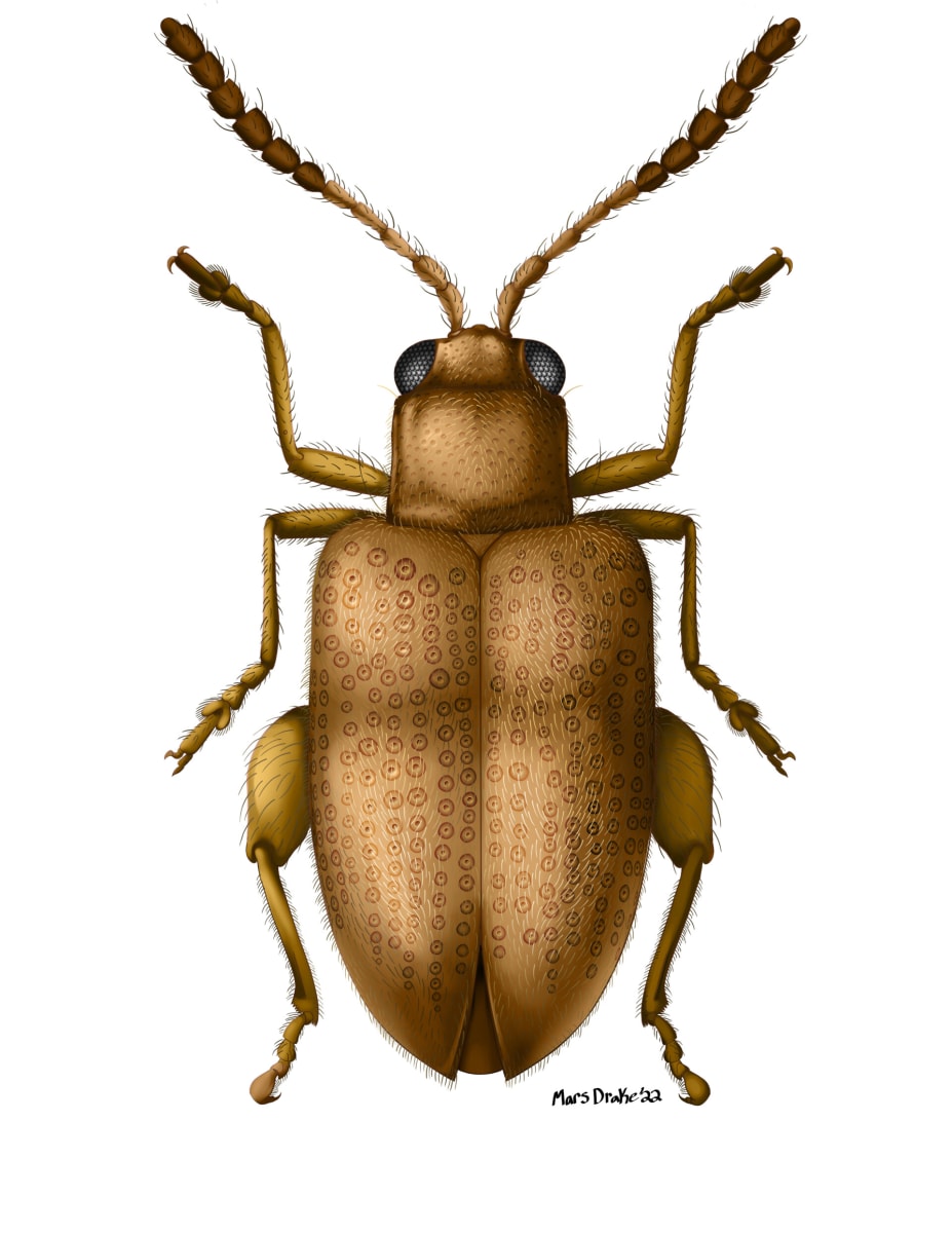 Flea Beetle Specimen (2) by Mars Drake 