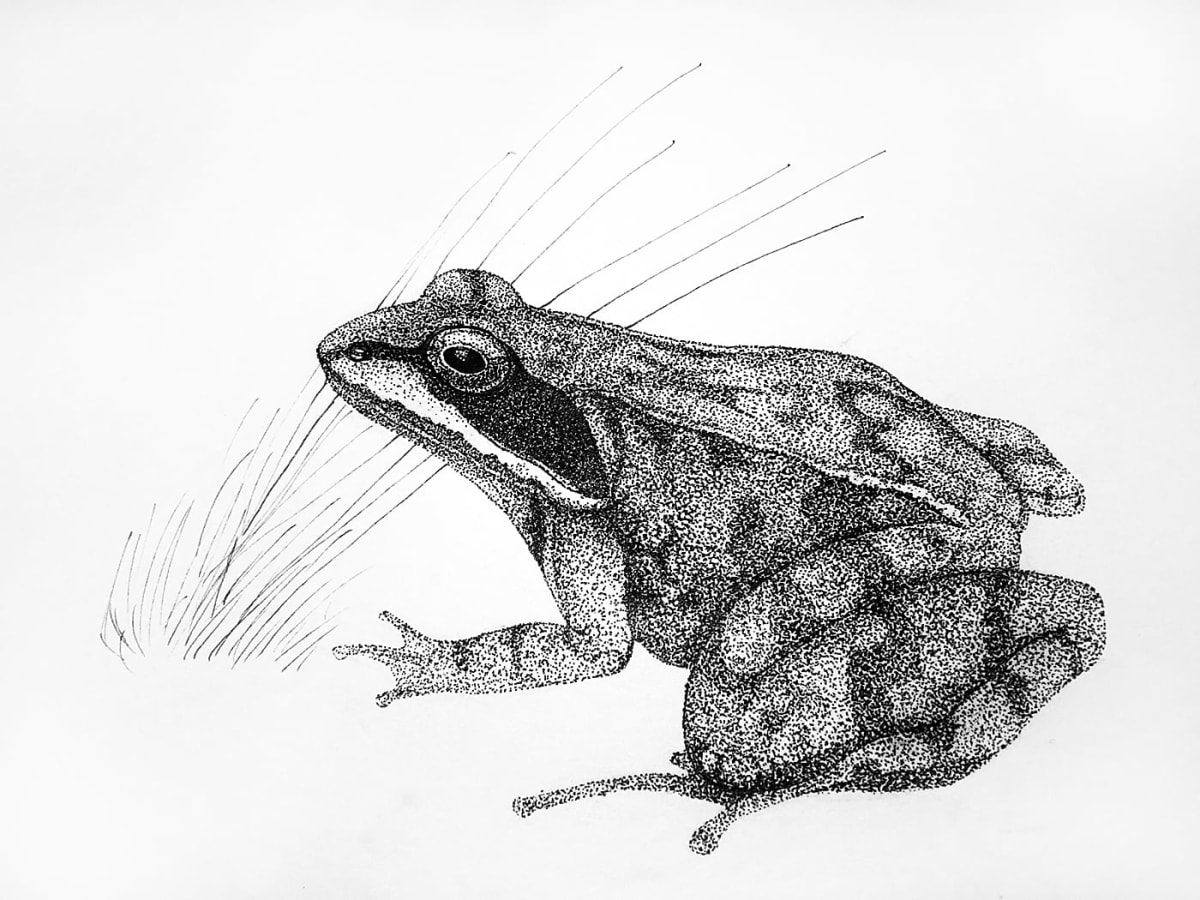 Wood Frog by Stephen DiCerbo 