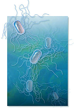 Salmonella by Jennifer Fairman, CMI, FAMI 