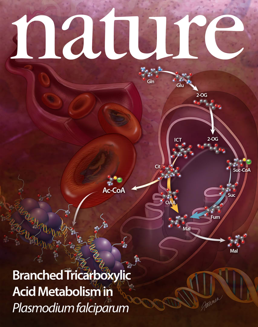 Branched Tricarboxylic Acid Metabolism by Jennifer Fairman, CMI, FAMI 