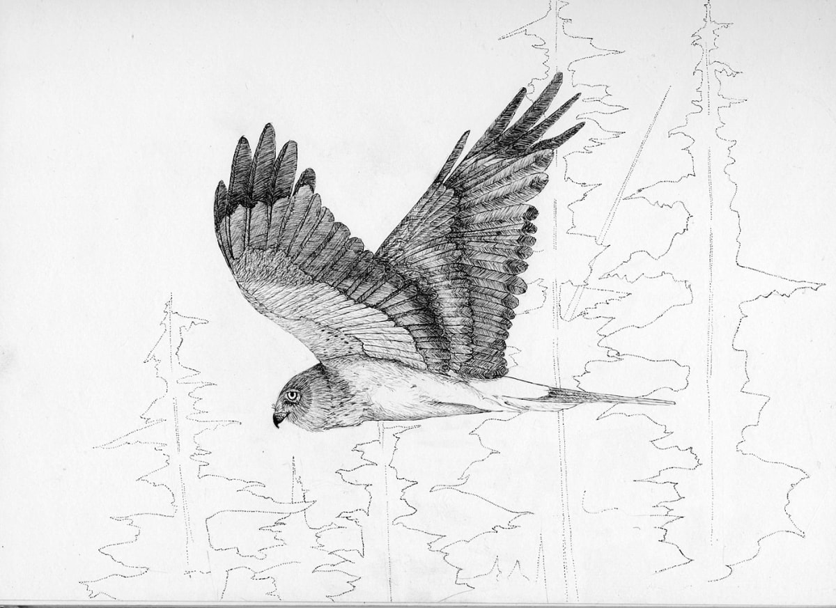 Northern Harrier in Flight by Stephen DiCerbo 