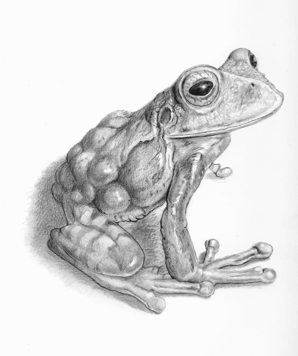 Marsupial frog,  Gastrotheca ovifera by Astolfo Mata 