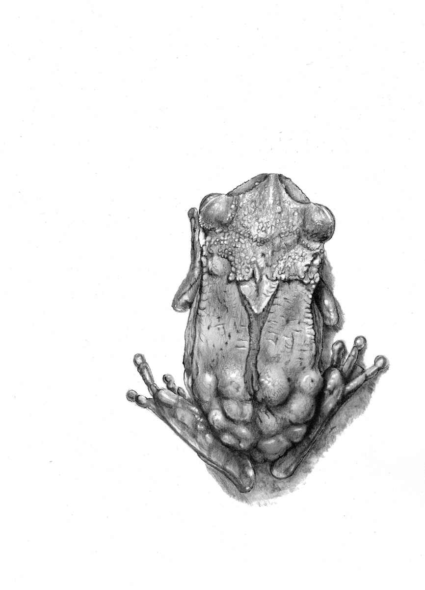 Marsupial frog,  Gastrotheca ovifera by Astolfo Mata 